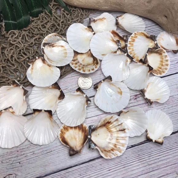 2 Dozen White /Off Scallop Shells Lot DIY Crafting SUPPLIES ornaments NAUTICAL - Picture 10 of 11